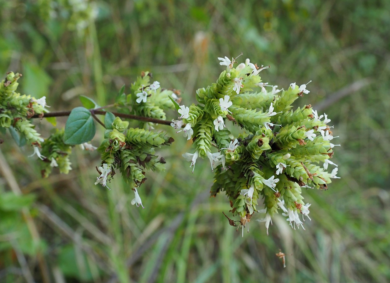 Image of Origanum vulgare ssp. viride specimen.