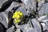 Erysimum humillimum