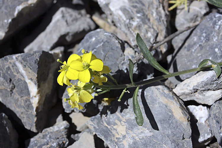 Image of Erysimum humillimum specimen.