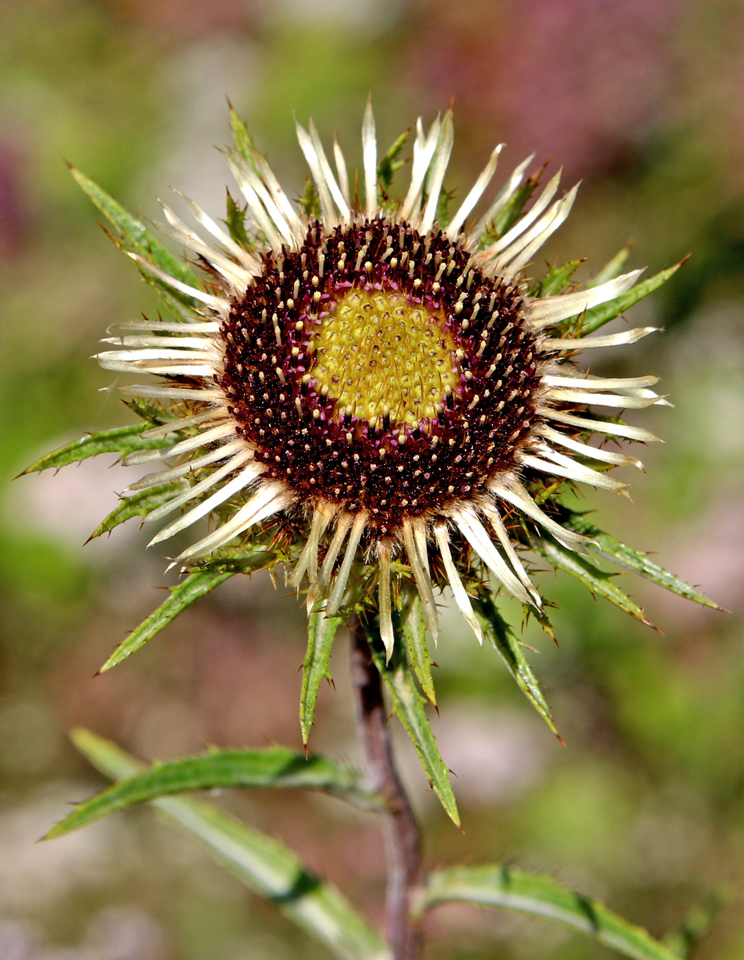 Изображение особи Carlina intermedia.