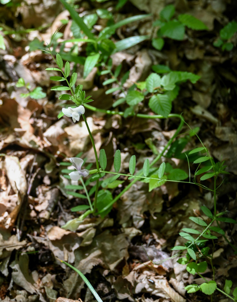 Image of Vicia grandiflora specimen.