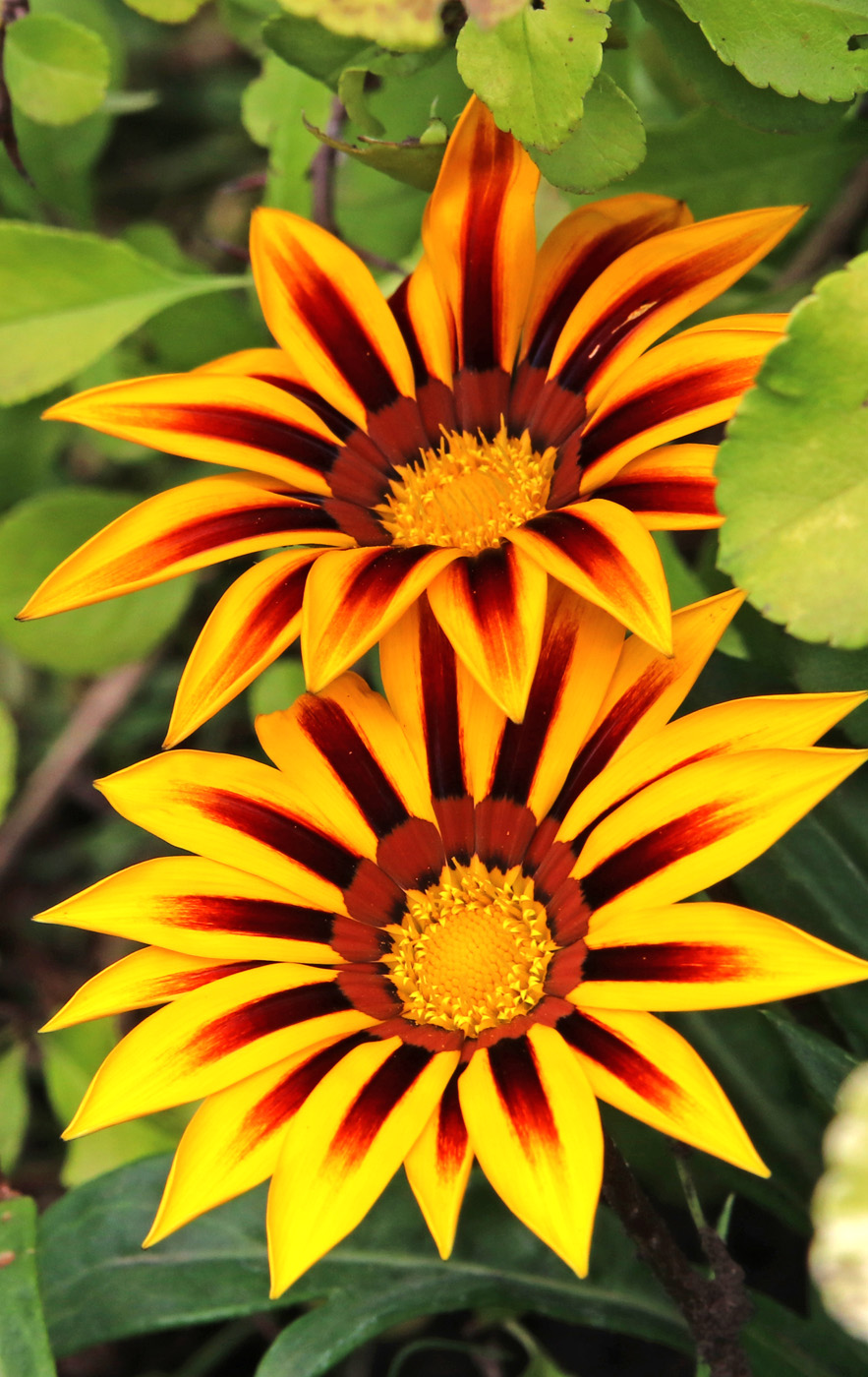 Image of Gazania &times; hybrida specimen.