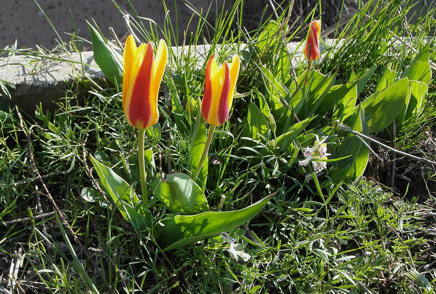 Image of Tulipa berkariensis specimen.