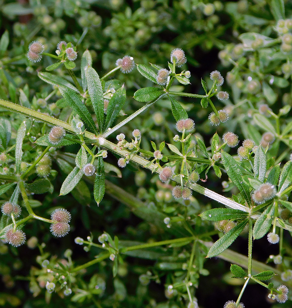 Изображение особи Galium aparine.