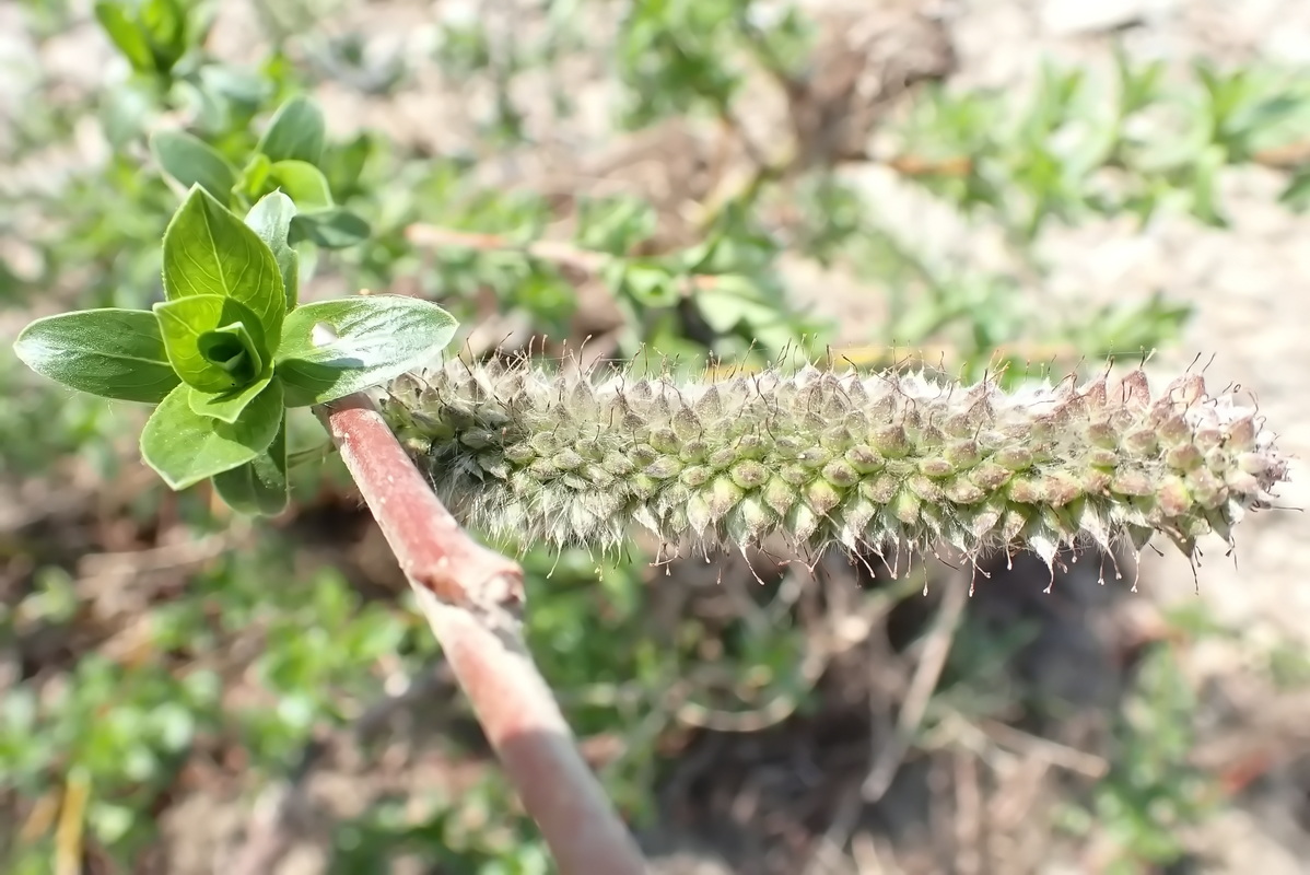 Image of Salix gracilistyla specimen.