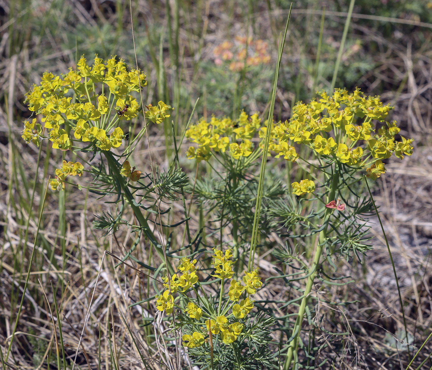 Image of Euphorbia cyparissias specimen.