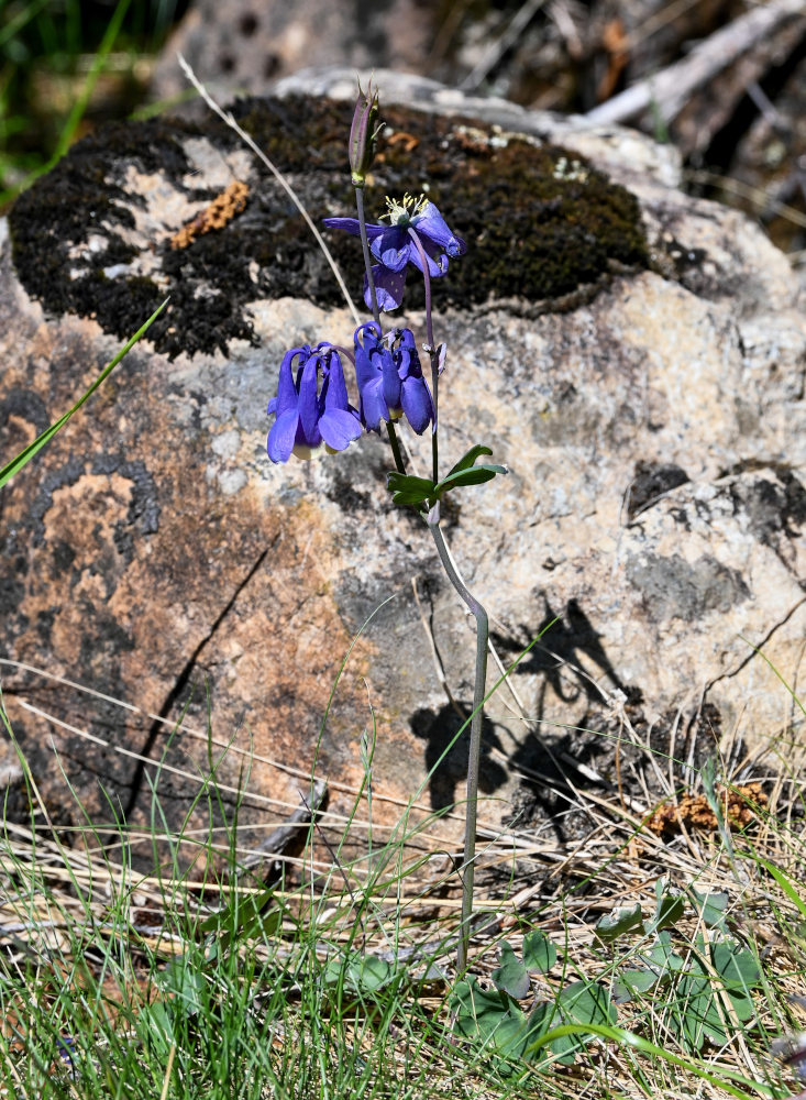 Image of Aquilegia sibirica specimen.