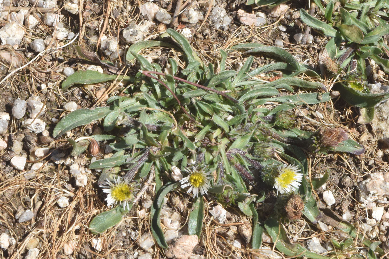 Image of Erigeron pallidus specimen.