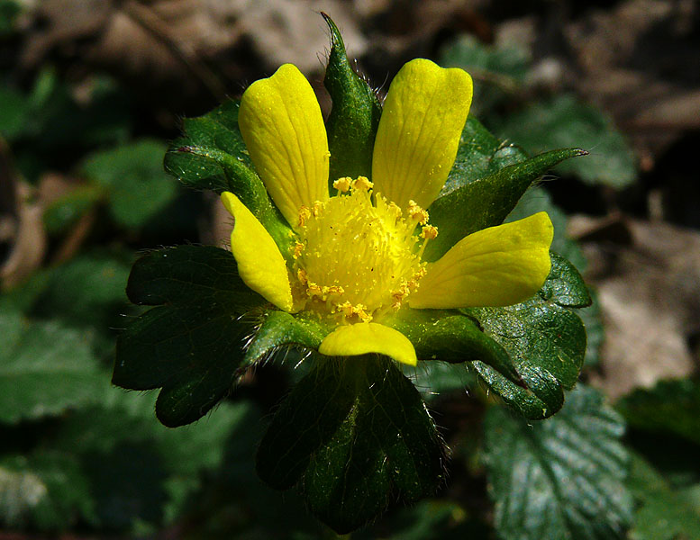 Image of Duchesnea indica specimen.