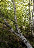 Betula pendula. Часть ствола взрослого дерева. Дагестан, Гунибский р-н, окр. с. Гамсутль, ≈ 1400 м н.у.м., смешанный лес. 03.05.2022.