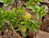 Смотреть изображение Salix × simulatrix