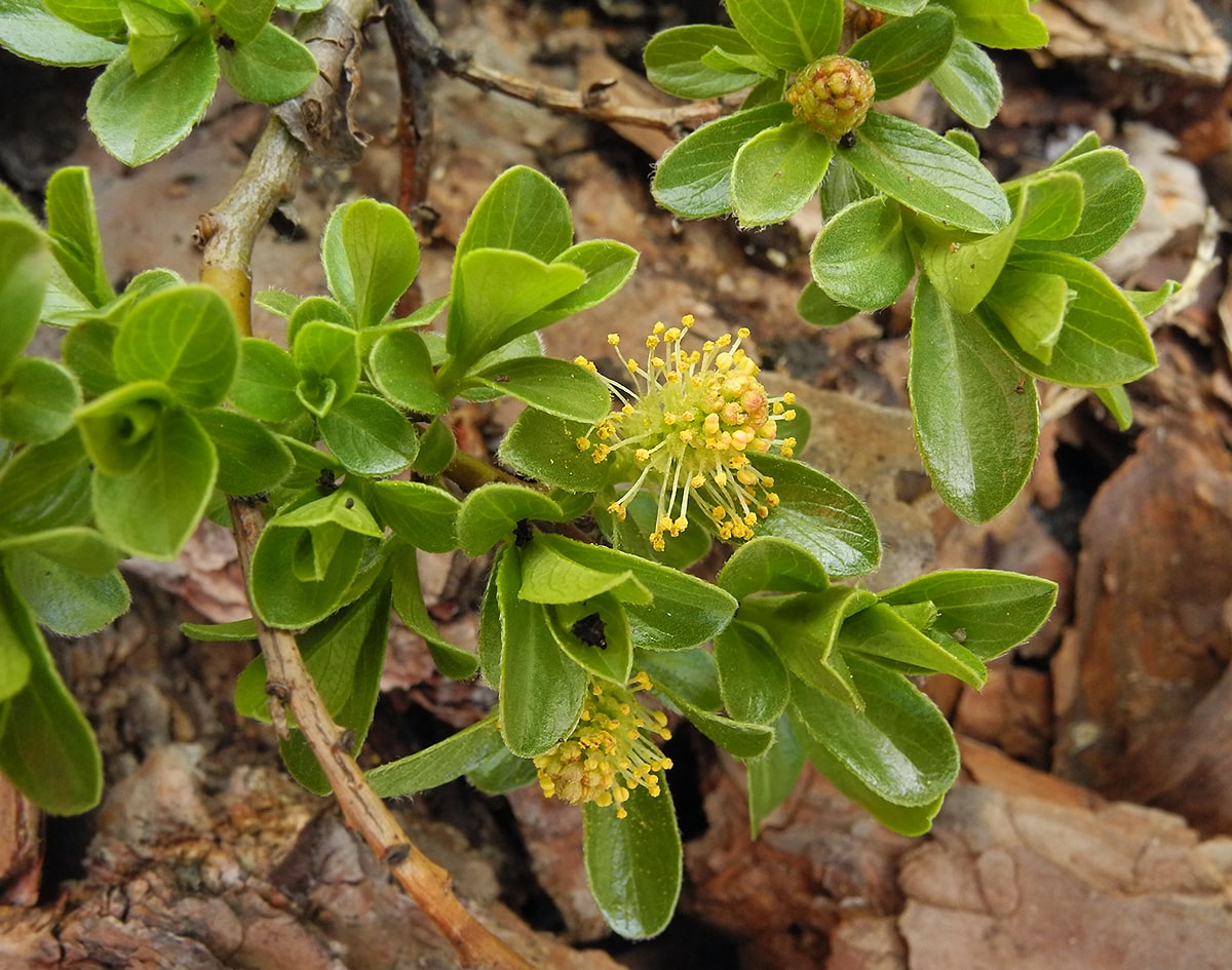 Image of Salix &times; simulatrix specimen.