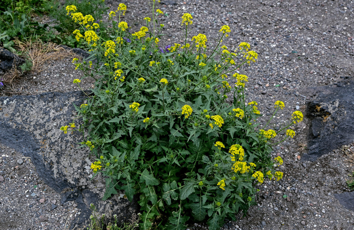 Image of Sisymbrium loeselii specimen.