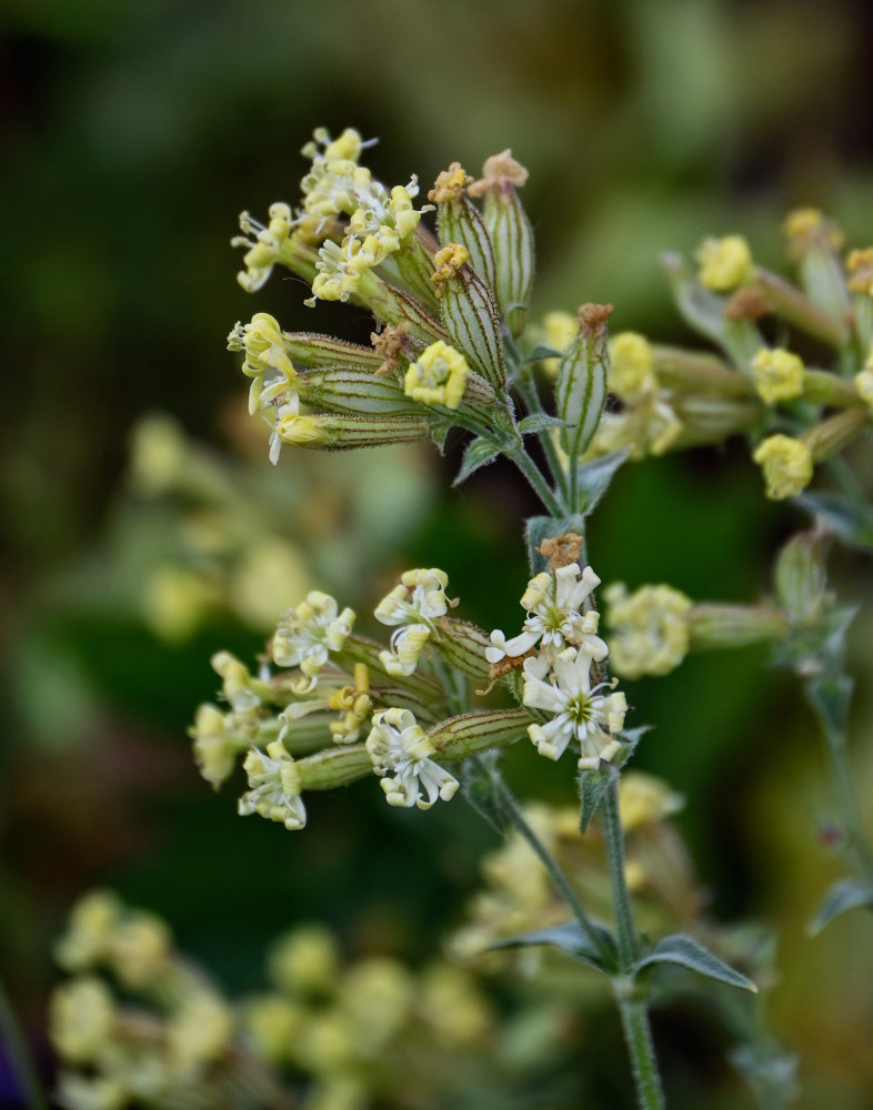 Изображение особи Silene spergulifolia.