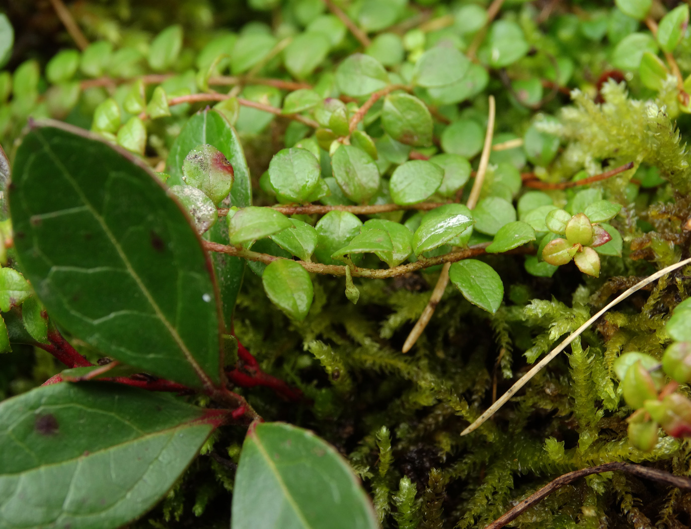 Изображение особи Gaultheria hispidula.