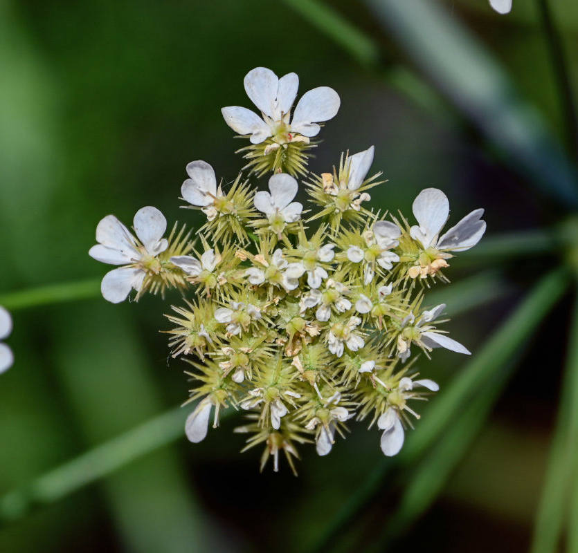 Изображение особи Astrodaucus orientalis.