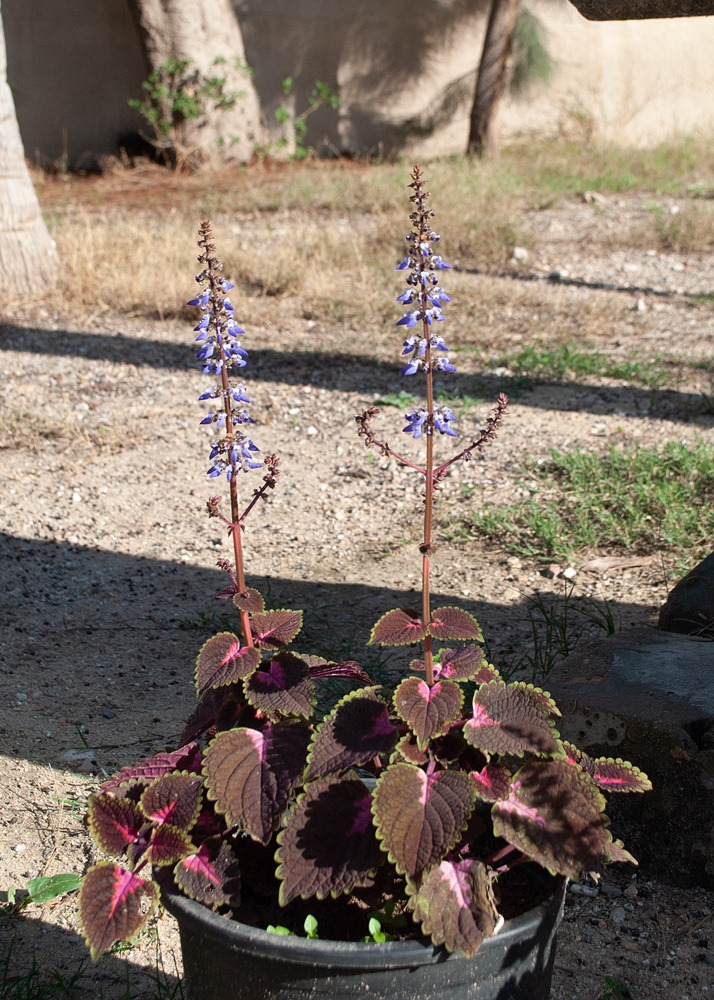 Image of Coleus scutellarioides specimen.