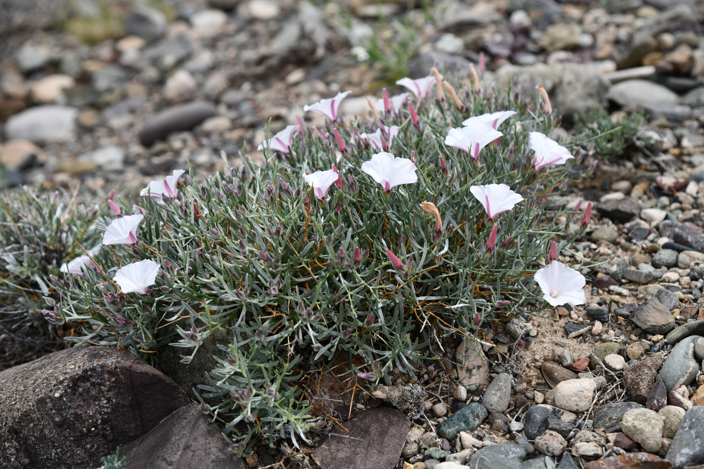 Image of Convolvulus tragacanthoides specimen.