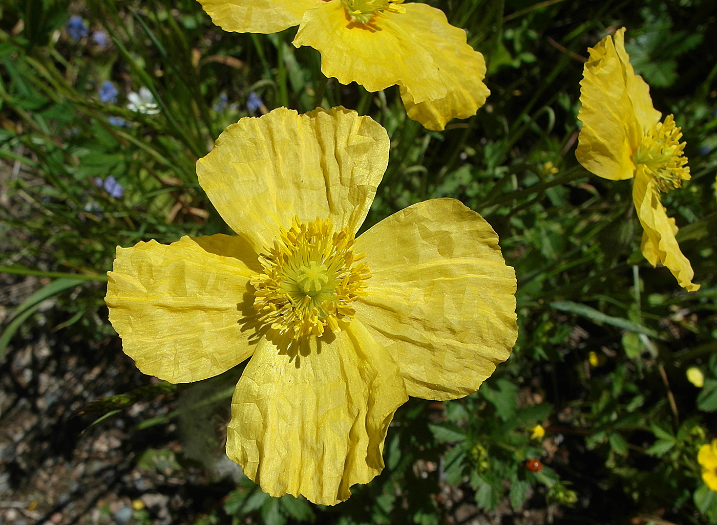 Изображение особи Papaver croceum.