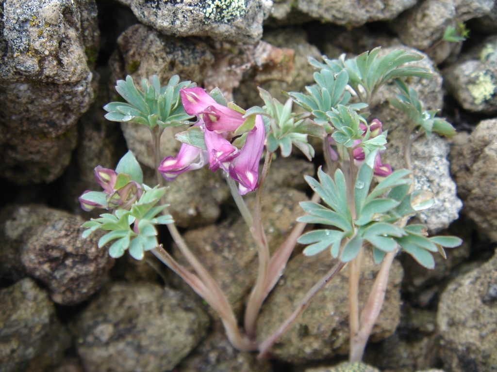 Image of Corydalis alpestris specimen.