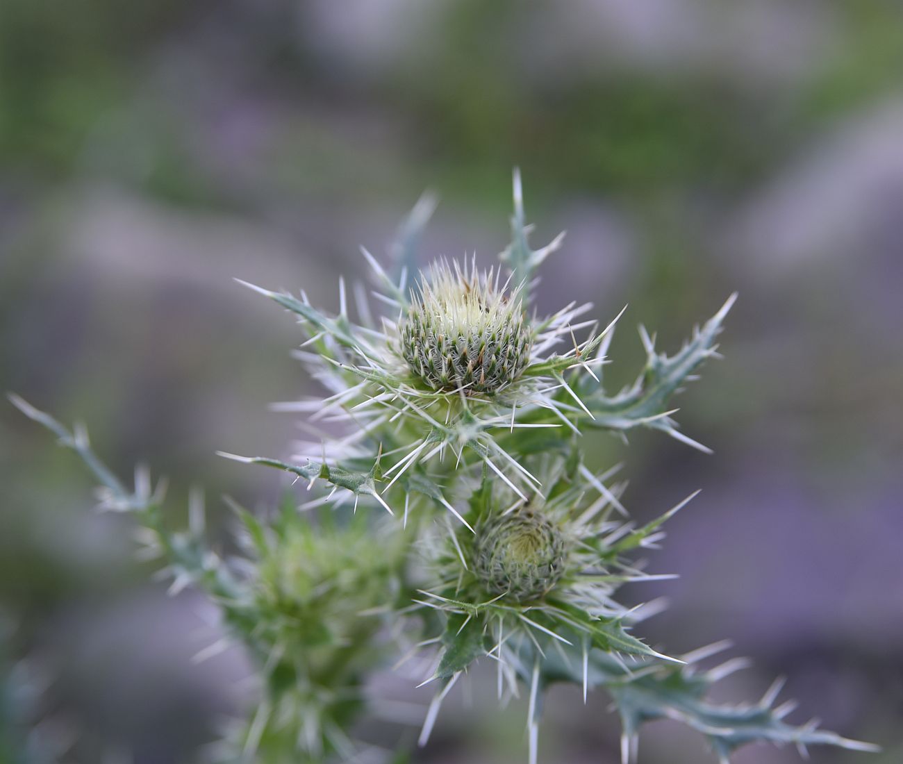 Изображение особи Cirsium echinus.