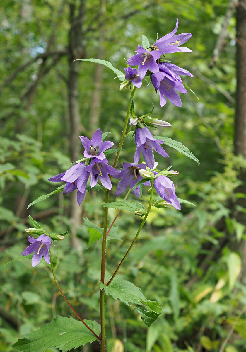 Image of Campanula trachelium specimen.