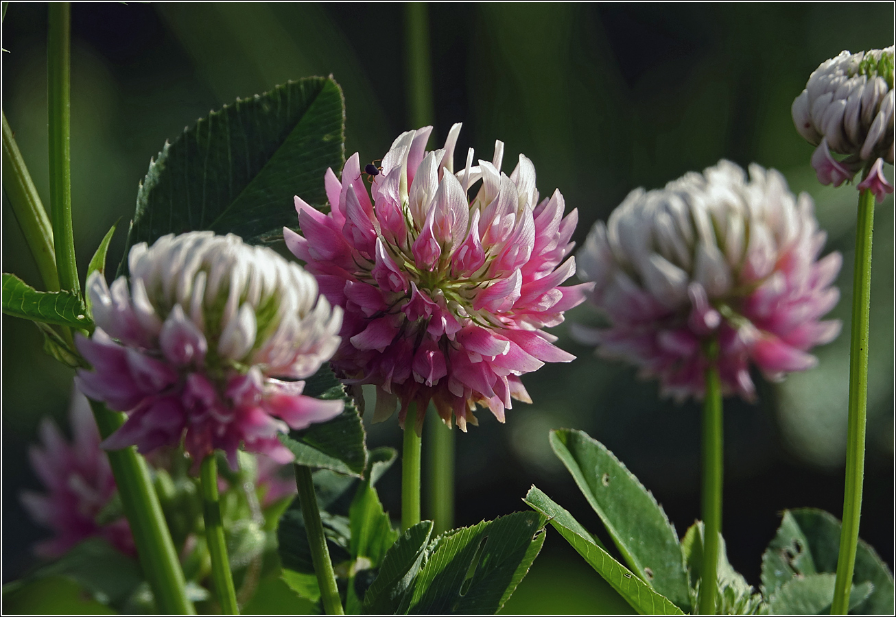 Image of Trifolium hybridum specimen.