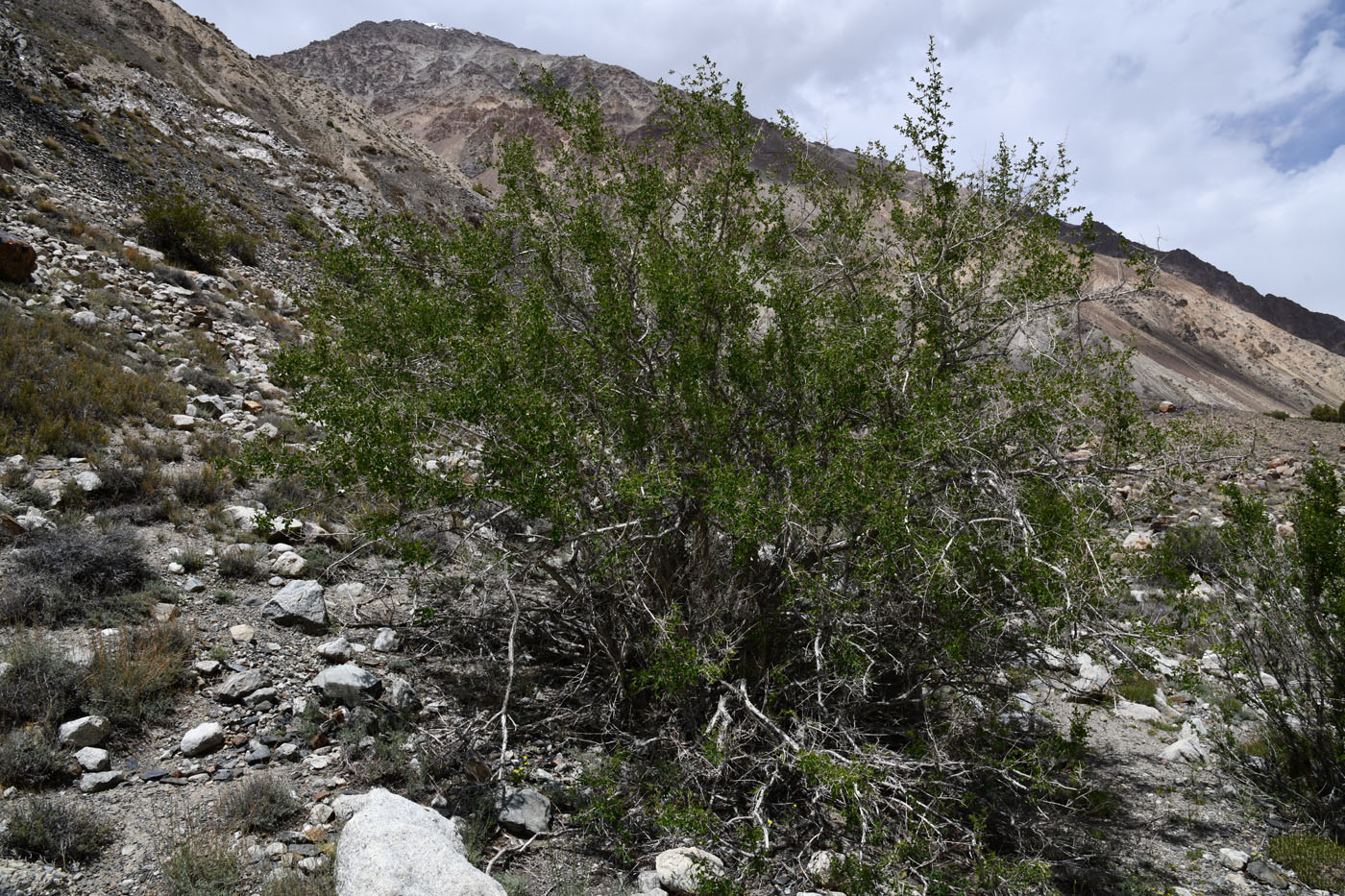 Image of Lonicera microphylla specimen.