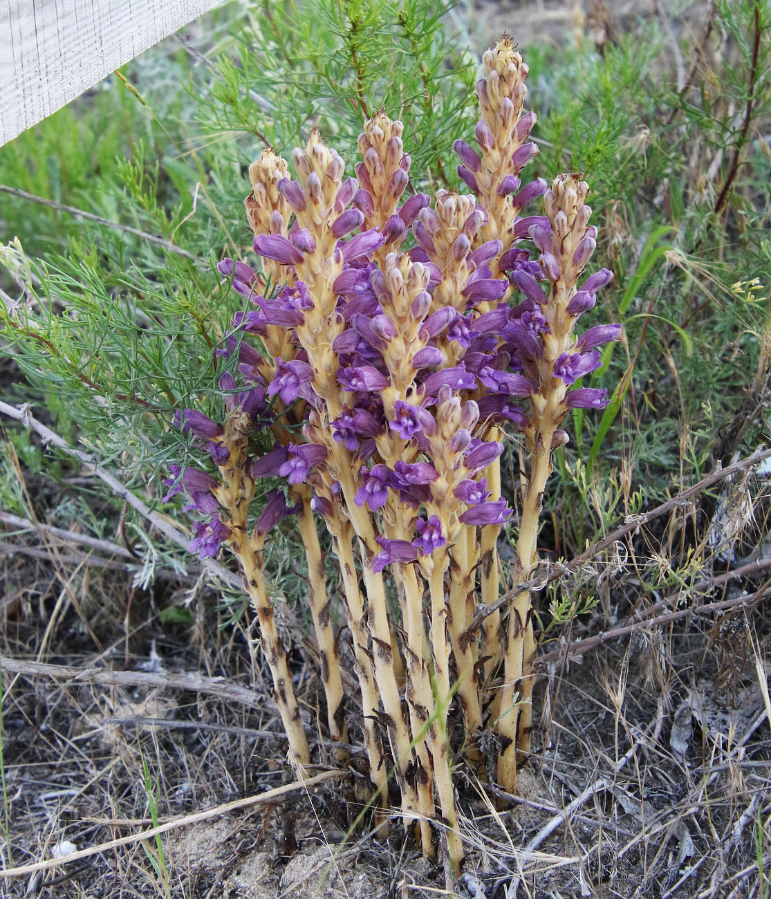 Image of Phelipanche arenaria specimen.