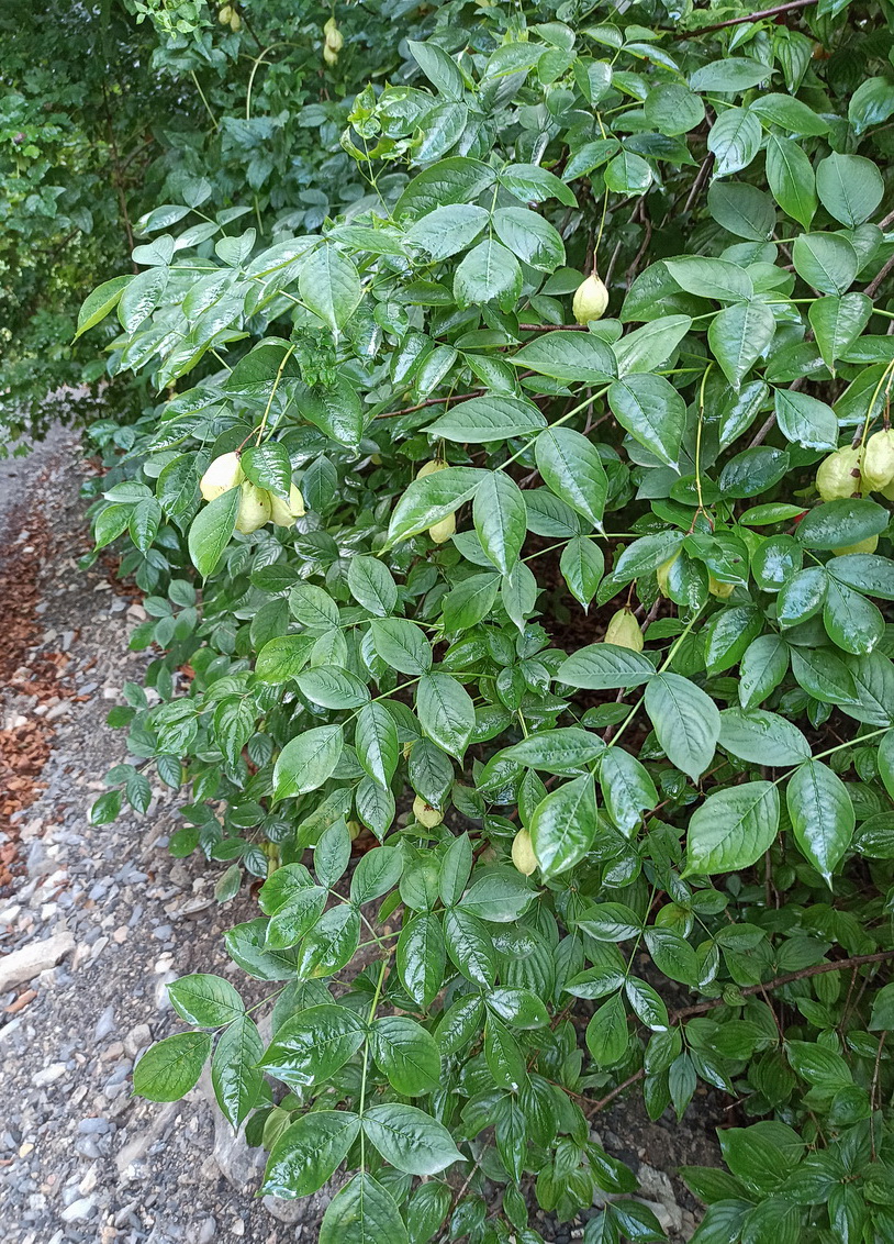 Image of Staphylea pinnata specimen.