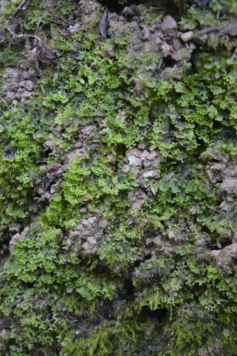 Image of Pellia endiviifolia specimen.