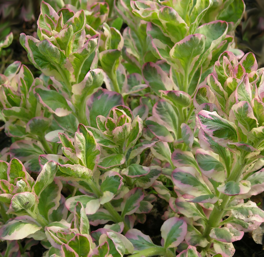 Image of Lysimachia punctata specimen.