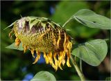 Helianthus annuus. Созревающее соплодие-корзинка со следами поклёва птицами и листья. Московская обл., Раменский р-н, окр. дер. Хрипань, садовый участок. 13.10.2024.