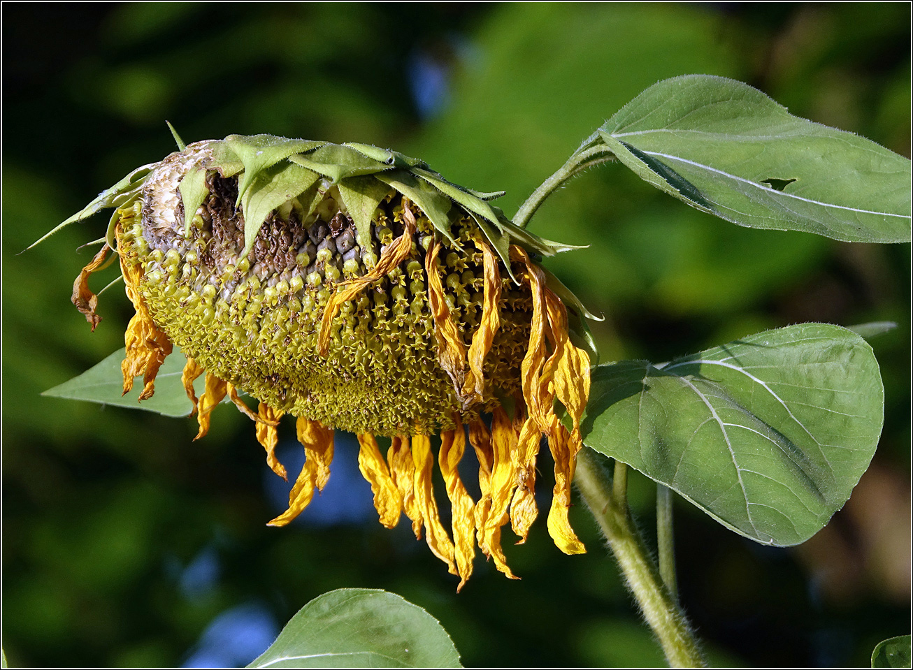 Image of Helianthus annuus specimen.