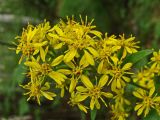 Solidago virgaurea subspecies dahurica. Верхушка общего соцветия. Хабаровский край, окр. г. Комсомольск-на-Амуре, ООПТ \"Кедрово-тисовая роща\". 15.08.2024.