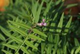 Vicia sepium