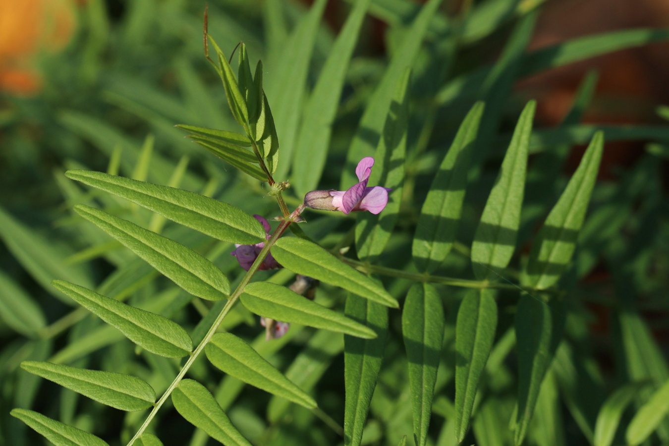 Image of Vicia sepium specimen.