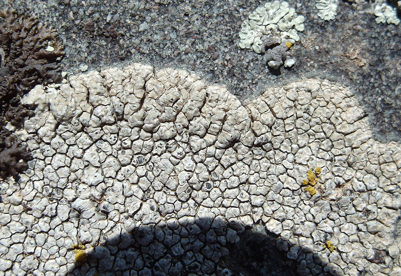 Image of Circinaria ochraceoalba specimen.