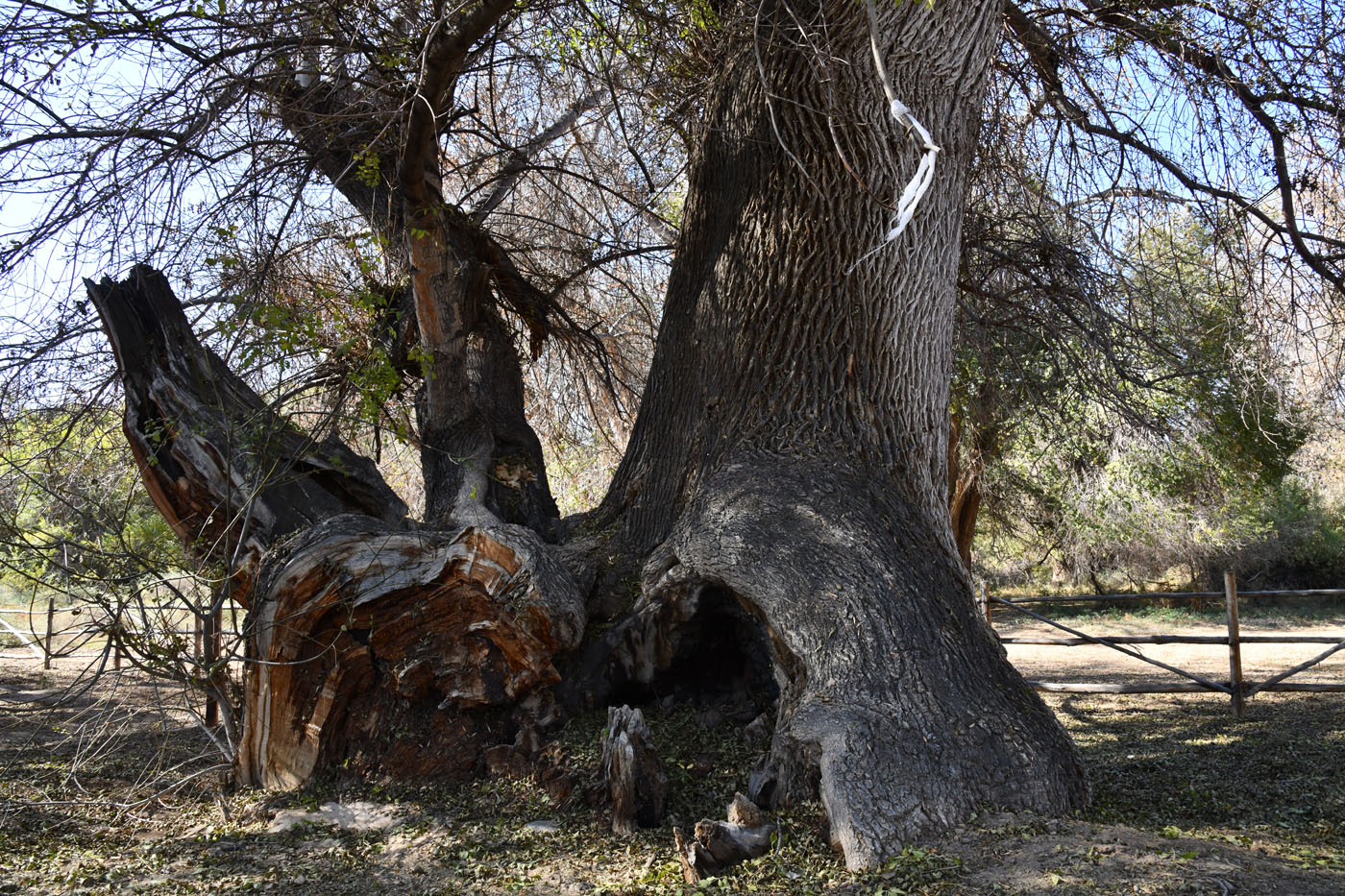 Image of Fraxinus sogdiana specimen.