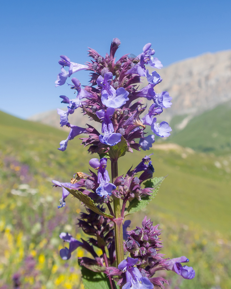 Image of Nepeta grandiflora specimen.