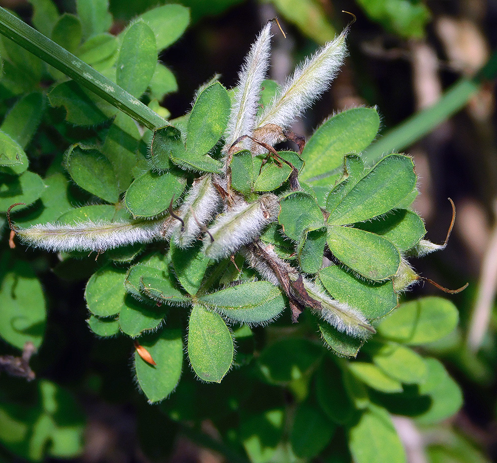 Image of Chamaecytisus triflorus specimen.