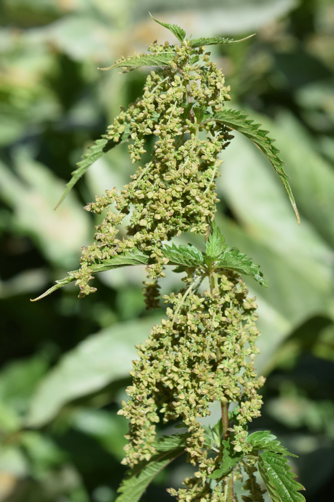 Image of Urtica dioica specimen.