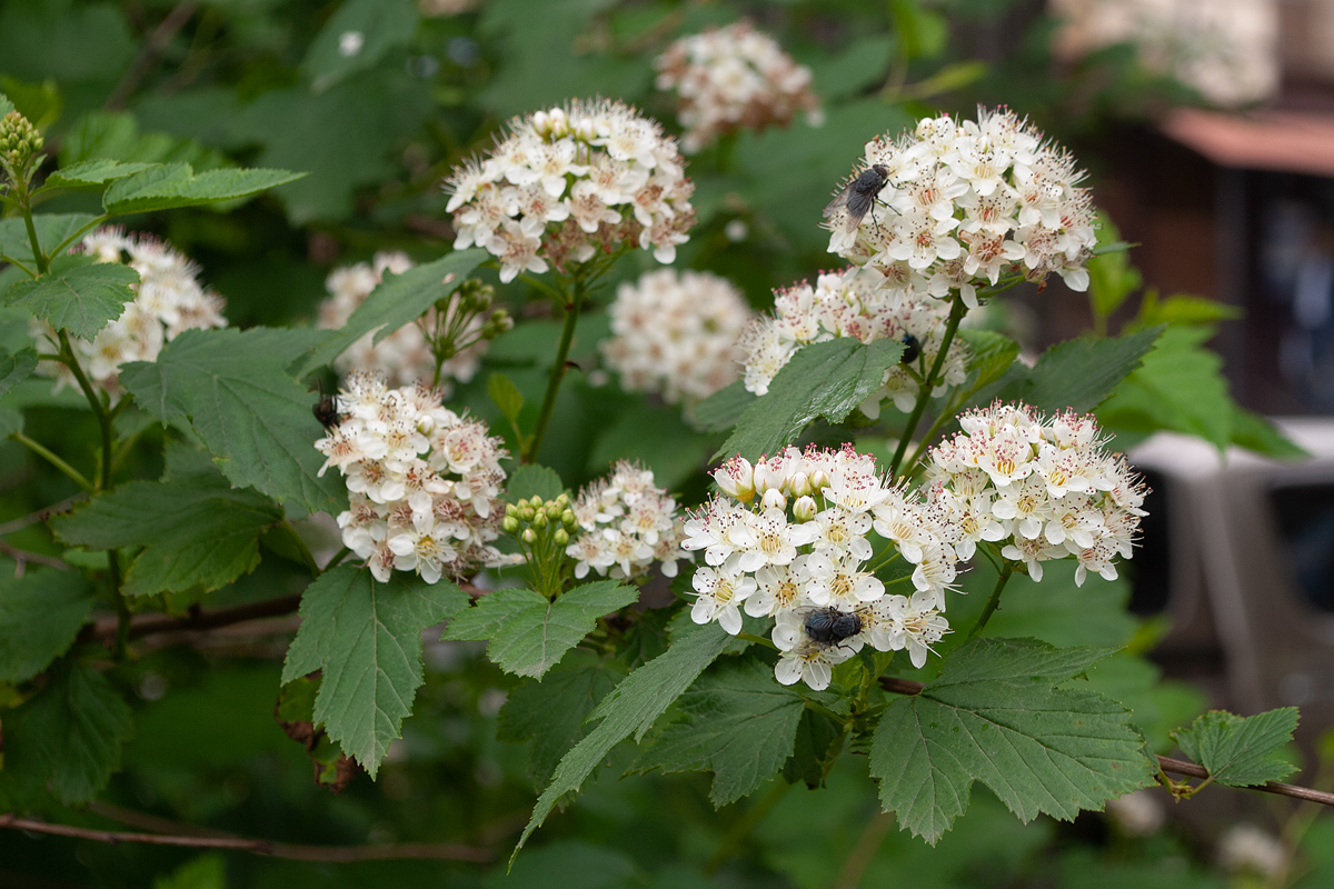 Image of Physocarpus opulifolius specimen.