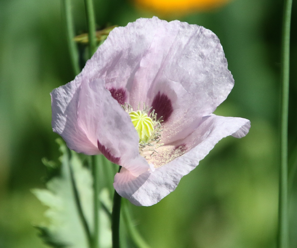 Image of Papaver somniferum specimen.