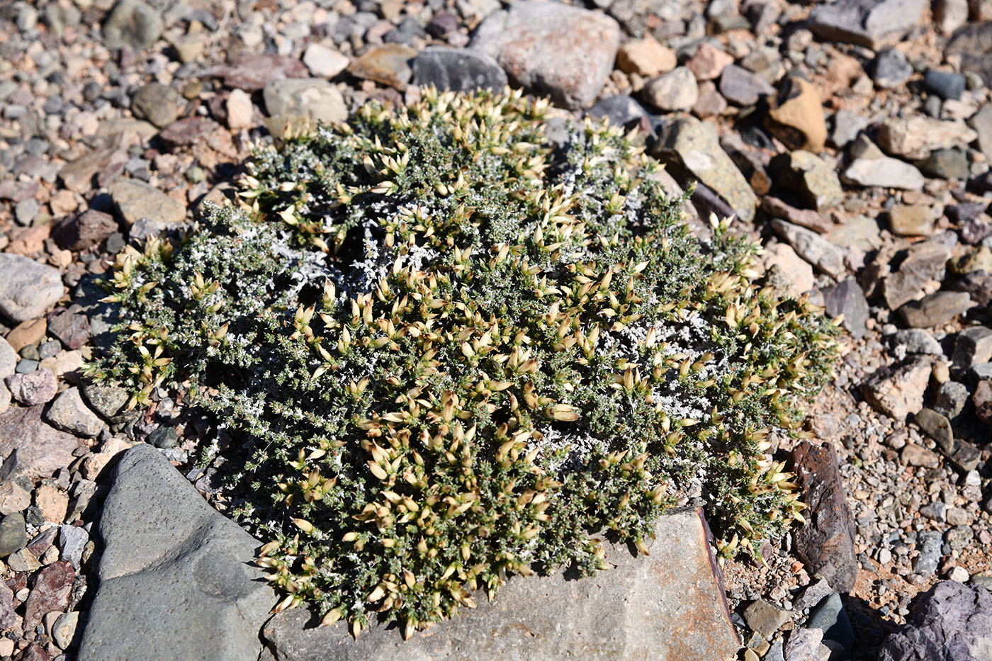 Image of Nanophyton iliense specimen.