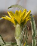 View full-size image Scorzonera turkeviczii