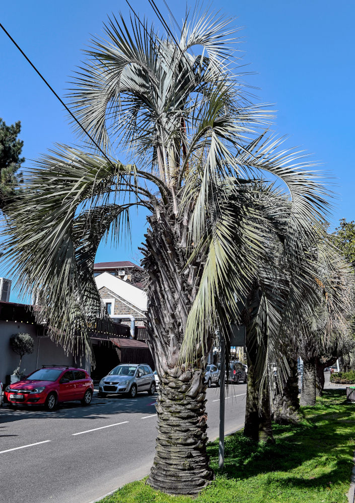 Image of Butia capitata specimen.