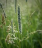 View full-size image Phleum pratense