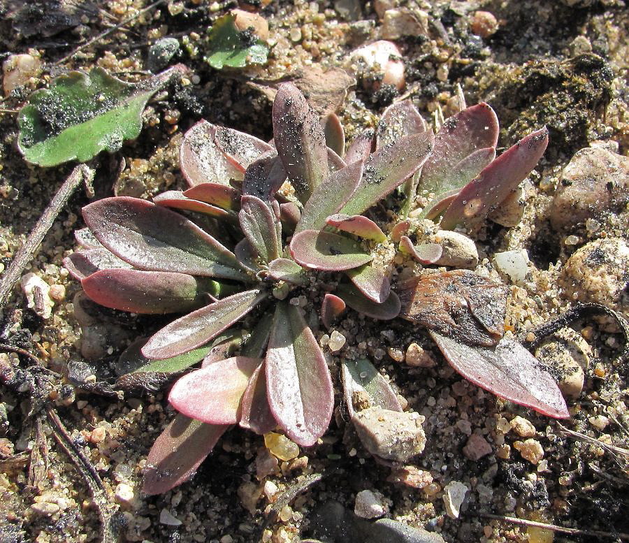 Image of Polygala amarella specimen.