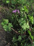 Geranium asphodeloides. Цветущее растение. Крым, Южный берег, Кучук-Ламбат. 25 апреля 2011 г.